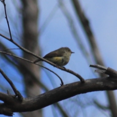 Acanthiza reguloides (Buff-rumped Thornbill) at Gorman Road Bush Reserve, Goulburn - 5 Feb 2022 by Rixon