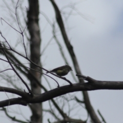 Acanthiza reguloides at Goulburn, NSW - 5 Feb 2022 04:31 PM