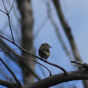 Acanthiza reguloides at Goulburn, NSW - 5 Feb 2022 04:31 PM