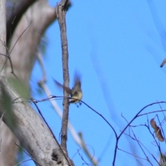 Acanthiza reguloides at Goulburn, NSW - 5 Feb 2022 04:31 PM