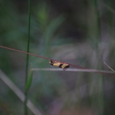 Chrysonoma fascialis (A concealer moth) at Governers Hill Recreation Reserve - 3 Feb 2022 by Rixon