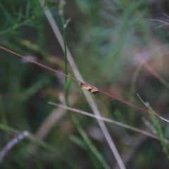 Chrysonoma fascialis at Goulburn, NSW - 3 Feb 2022