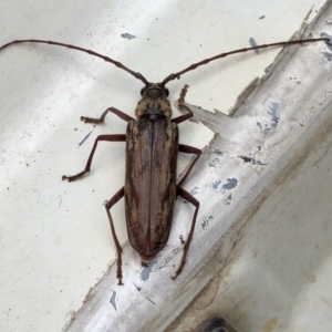 Pachydissus sp. (genus) at Giralang, ACT - 3 Feb 2022