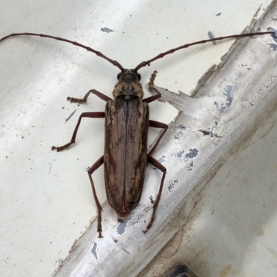 Pachydissus sp. (genus) (Longhorn or longicorn beetle) at Giralang, ACT - 3 Feb 2022 by KMcCue