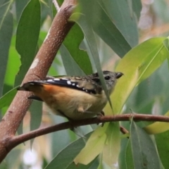 Pardalotus punctatus (Spotted Pardalote) at Goulburn Wetlands - 2 Feb 2022 by Rixon