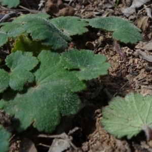 Hydrocotyle laxiflora at Molonglo Valley, ACT - 19 Sep 2020