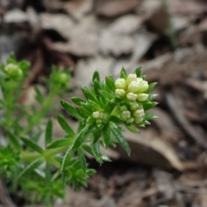 Asperula conferta at Molonglo Valley, ACT - 19 Sep 2020