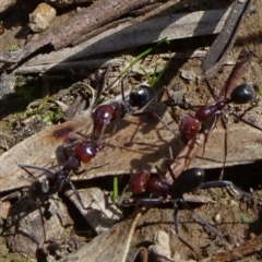 Iridomyrmex purpureus (Meat Ant) at National Arboretum Forests - 19 Sep 2020 by JanetRussell