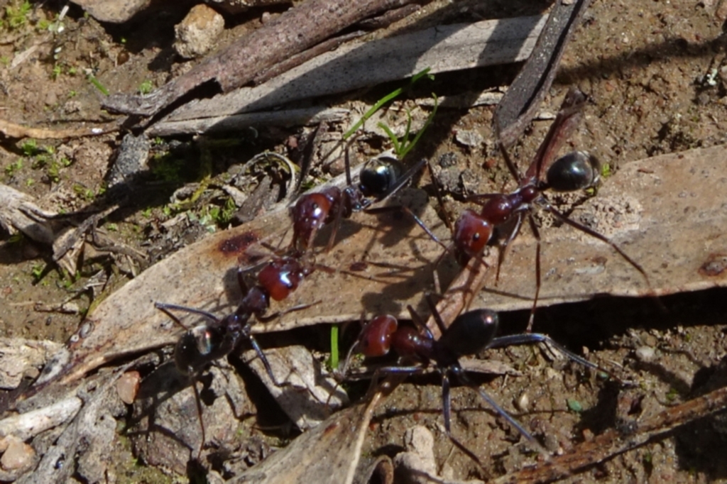 Iridomyrmex purpureus at Molonglo Valley, ACT - 19 Sep 2020