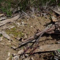 Iridomyrmex purpureus at Molonglo Valley, ACT - 19 Sep 2020