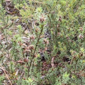 Pultenaea subspicata at Hackett, ACT - 5 Feb 2022