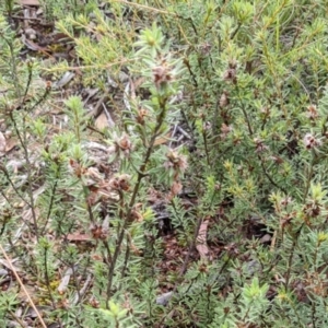 Pultenaea subspicata at Hackett, ACT - 5 Feb 2022 10:27 AM