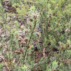 Pultenaea laxiflora (Loose-flower Bush Pea) at Hackett, ACT - 4 Feb 2022 by abread111