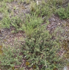 Pultenaea subspicata at Hackett, ACT - 5 Feb 2022 10:27 AM