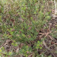 Pultenaea subspicata at Hackett, ACT - 5 Feb 2022 10:27 AM