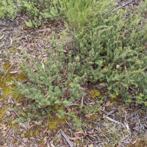 Pultenaea subspicata at Hackett, ACT - 5 Feb 2022 10:27 AM