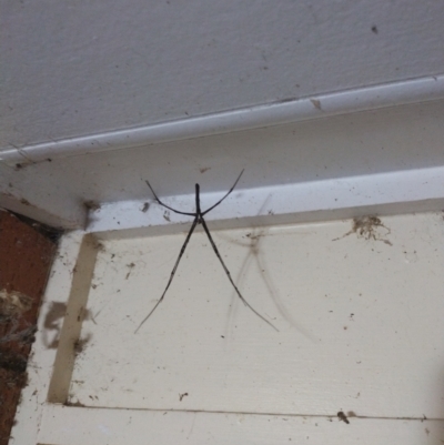 Asianopis sp. (genus) (Net-casting spider) at Wanniassa, ACT - 5 Feb 2022 by Tdingwall