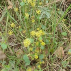 Hydrocotyle laxiflora (Stinking Pennywort) at Goulburn, NSW - 2 Feb 2022 by Rixon