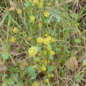 Hydrocotyle laxiflora at Goulburn, NSW - 2 Feb 2022