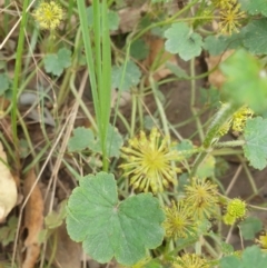 Hydrocotyle laxiflora at Goulburn, NSW - 2 Feb 2022 02:47 PM