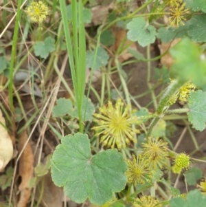 Hydrocotyle laxiflora at Goulburn, NSW - 2 Feb 2022