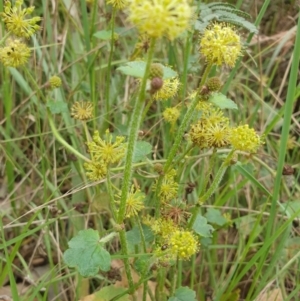 Hydrocotyle laxiflora at Goulburn, NSW - 2 Feb 2022 02:47 PM