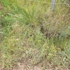 Hydrocotyle laxiflora at Goulburn, NSW - 2 Feb 2022 02:47 PM