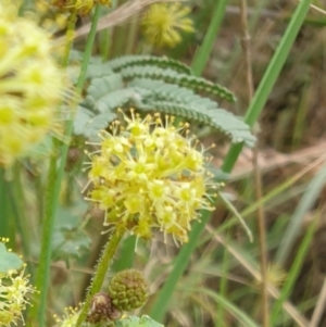 Hydrocotyle laxiflora at Goulburn, NSW - 2 Feb 2022