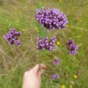 Verbena incompta at Goulburn, NSW - 2 Feb 2022