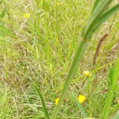 Verbena incompta at Goulburn, NSW - 2 Feb 2022 03:35 PM