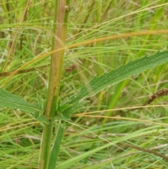 Verbena incompta at Goulburn, NSW - 2 Feb 2022