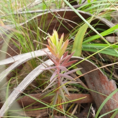 Unidentified Other Wildflower or Herb at Goulburn, NSW - 2 Feb 2022 by Rixon