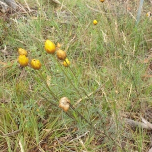 Xerochrysum viscosum at Goulburn, NSW - 2 Feb 2022