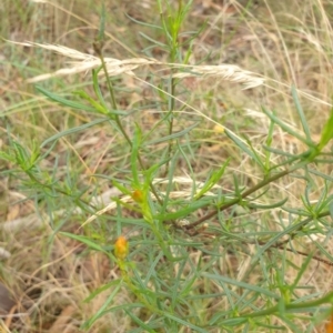 Xerochrysum viscosum at Goulburn, NSW - 2 Feb 2022