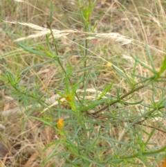 Xerochrysum viscosum at Goulburn, NSW - 2 Feb 2022