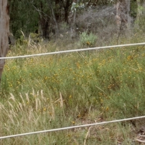 Xerochrysum viscosum at Goulburn, NSW - 2 Feb 2022