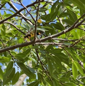 Sceliphron laetum at Murrumbateman, NSW - 5 Feb 2022