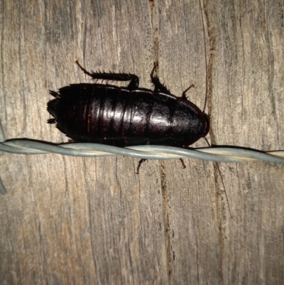 Platyzosteria melanaria (Common Eastern Litter Runner) at Paddys River, ACT - 5 Feb 2022 by MichaelBedingfield