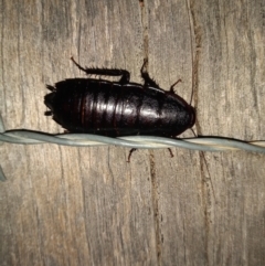 Unidentified Cockroach (Blattodea, several families) (TBC) at Paddys River, ACT - 5 Feb 2022 by michaelb