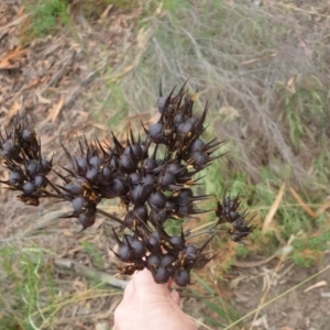 Haemodorum planifolium at Goulburn, NSW - 2 Feb 2022