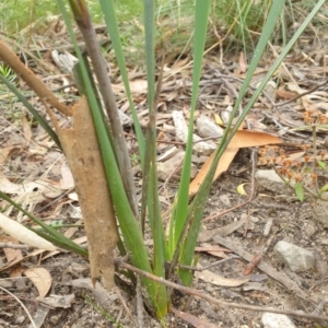 Haemodorum planifolium at Goulburn, NSW - 2 Feb 2022