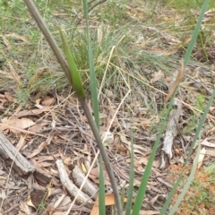 Haemodorum planifolium at Goulburn, NSW - 2 Feb 2022