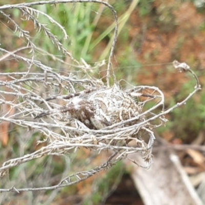 Backobourkia sp. (genus) (An orb weaver) at Governers Hill Recreation Reserve - 2 Feb 2022 by Rixon