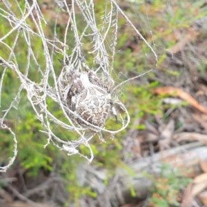 Backobourkia sp. (genus) at Goulburn, NSW - 2 Feb 2022