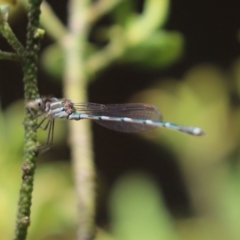 Austrolestes leda (Wandering Ringtail) at Kaleen, ACT - 4 Feb 2022 by Tammy