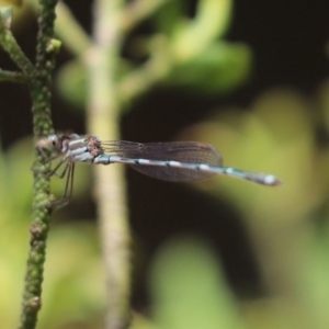 Austrolestes leda at Kaleen, ACT - 4 Feb 2022