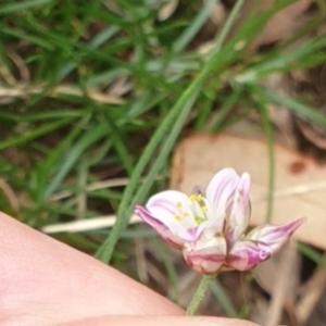 Laxmannia gracilis at Goulburn, NSW - 5 Feb 2022