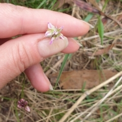 Laxmannia gracilis at Goulburn, NSW - 5 Feb 2022