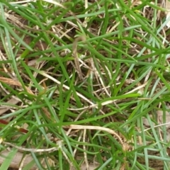 Laxmannia gracilis at Goulburn, NSW - 5 Feb 2022 03:51 PM