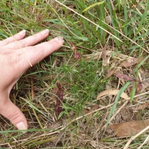 Laxmannia gracilis at Goulburn, NSW - 5 Feb 2022